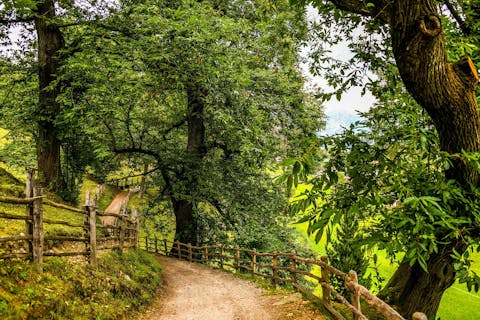 Waldweg