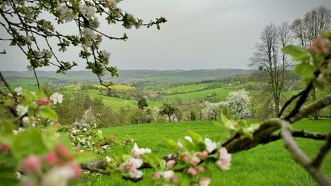 Blick durch blühende Obstbäume in die weite Feld- und Wiesenlandschaft
