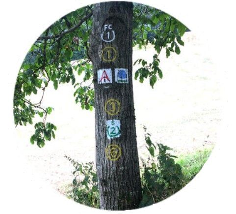 Baum mit Wanderwegschildern