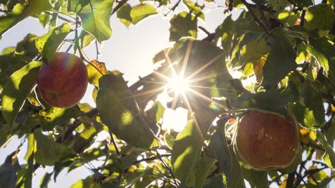 Apfelbaum in Fränkisch-Crumbach