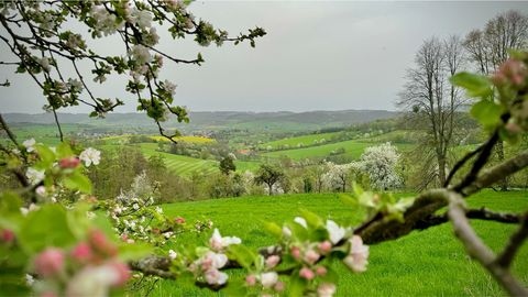 Blick durch blühende Obstbäume auf Fränkisch-Crumbach