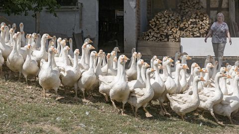 Gänseherde auf dem Geflügelhof Weidmann