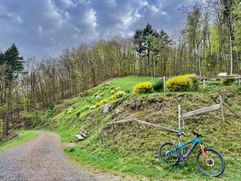 Landschaft mit Wald und Fahrrad