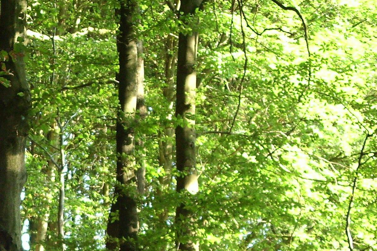 Umweltberatung Brensbach